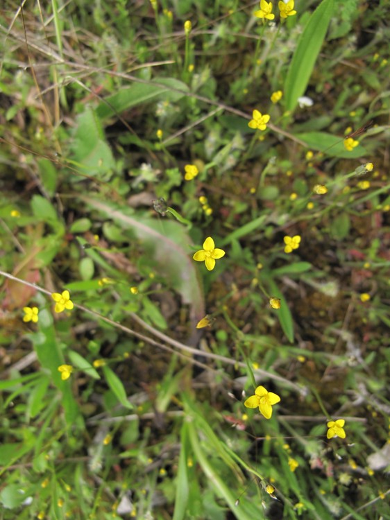 Cicendia filiformis